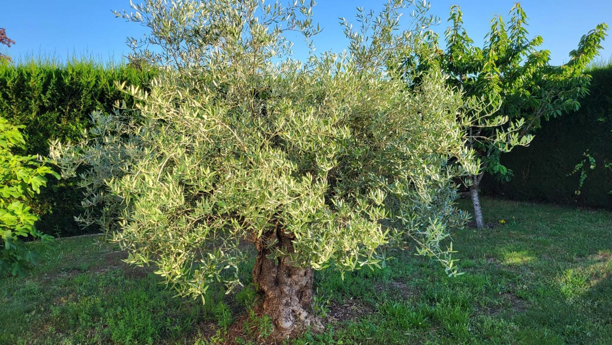Lamaison-D'Ose Châtillon-sur-Chalaronne Kültér fotó